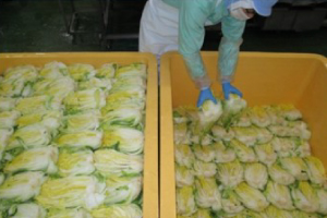 おいしい発酵白菜漬けの製造工程