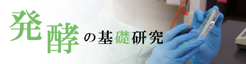 発酵の基礎研究