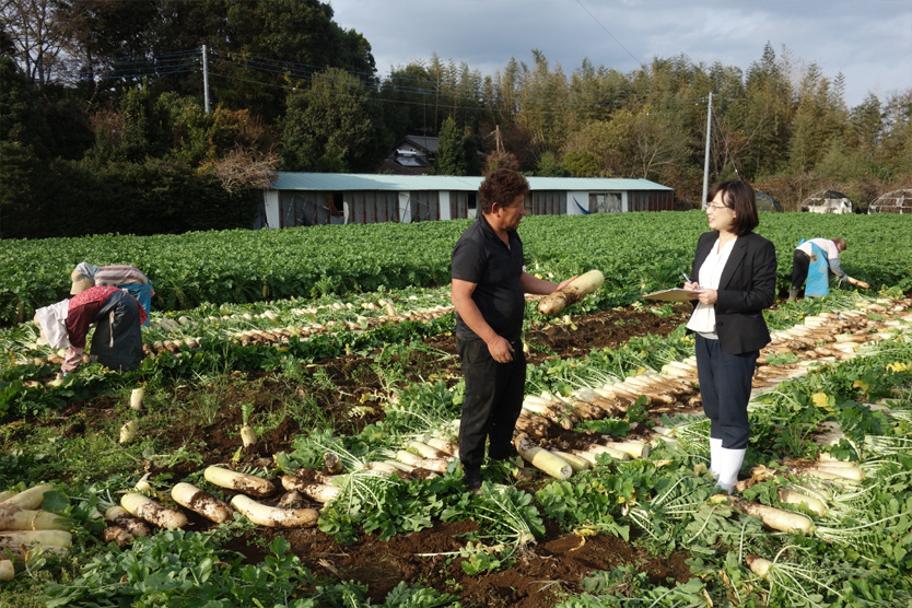 大根2018冬・茨城県行方市