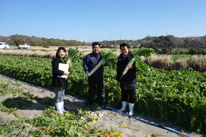 大根2019早春・静岡県御前崎市