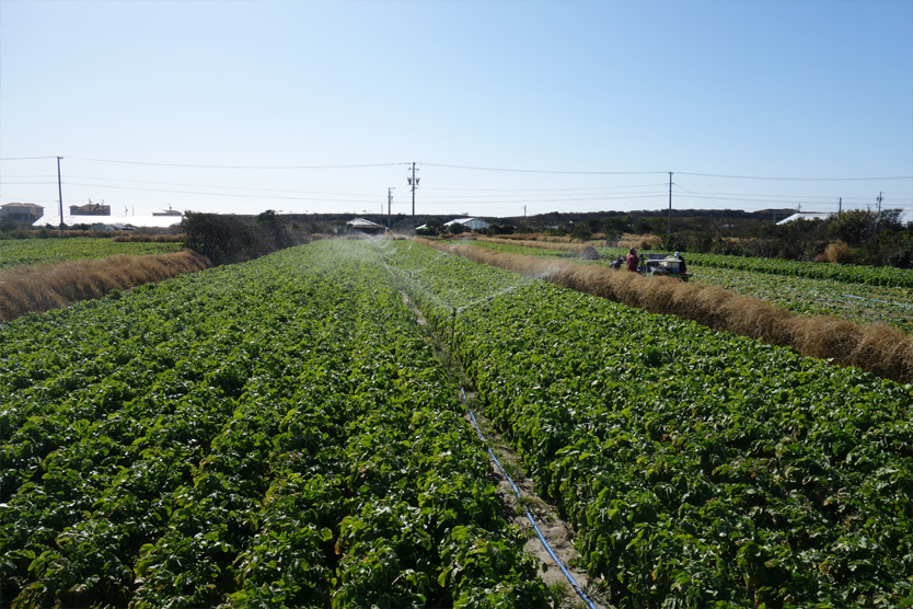 大根2019早春・静岡県御前崎市