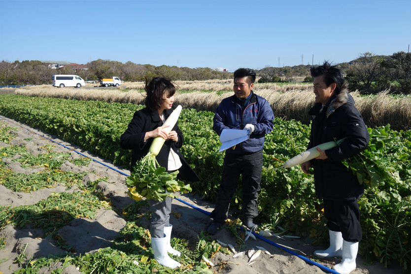 大根2019早春・静岡県御前崎市