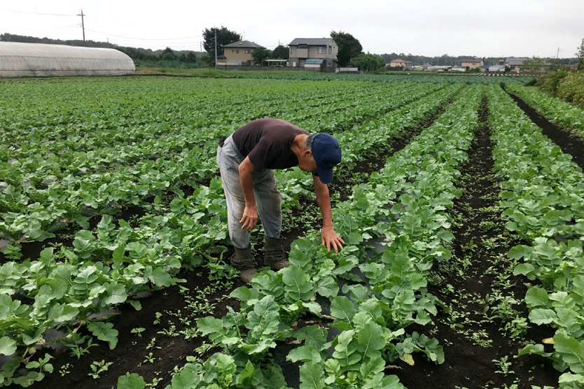 大根2022秋・栃木県宇都宮市
