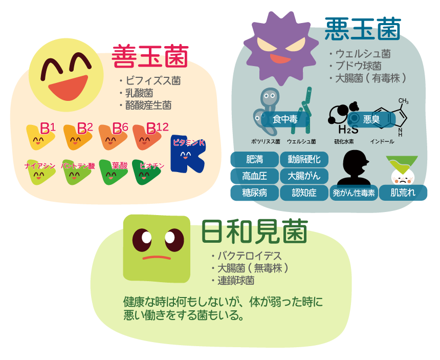 腸内細菌