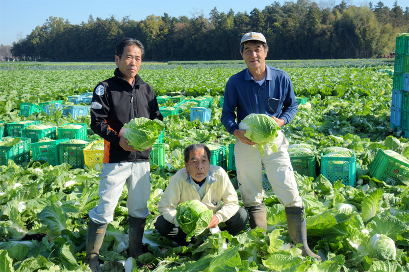 白菜2018冬・茨城県古河市