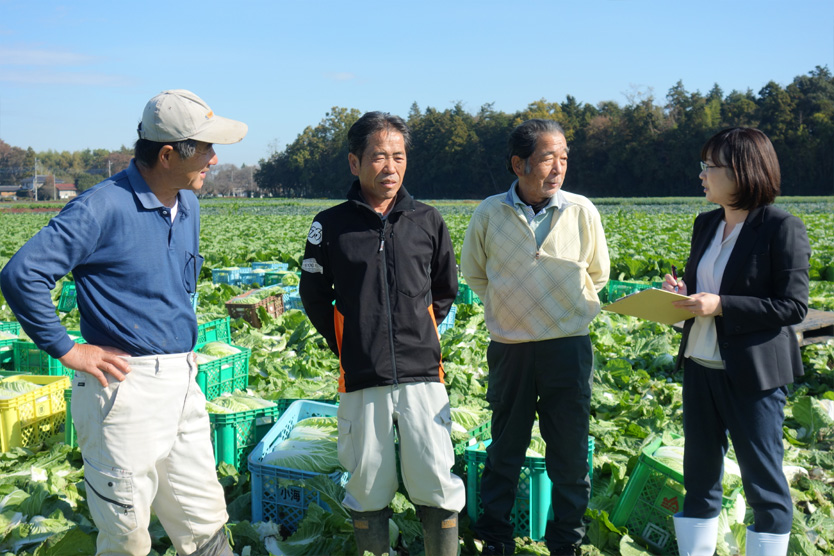 白菜2018冬・茨城県古河市