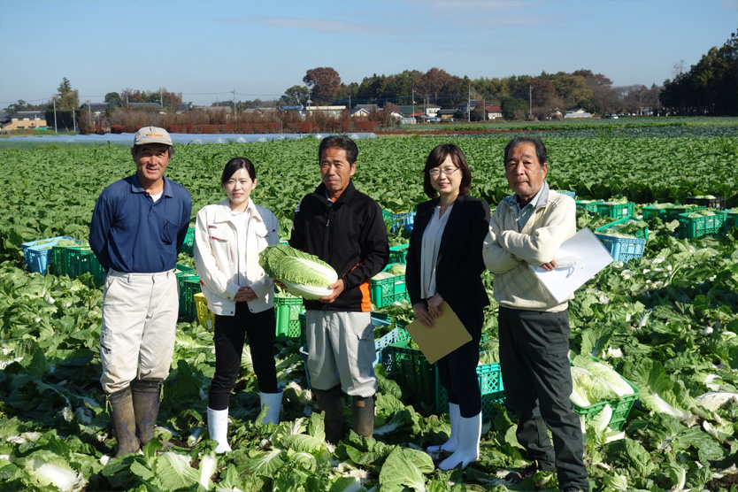 白菜2018冬・茨城県古河市