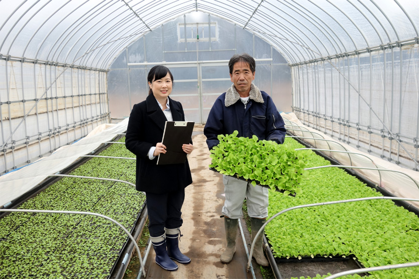 白菜2020冬・茨城県古河市
