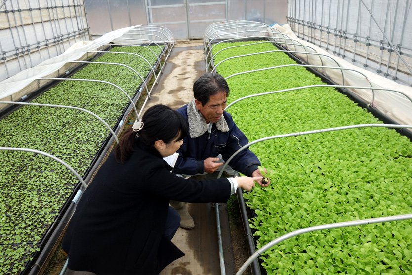 白菜2020冬・茨城県古河市
