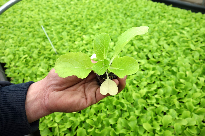 白菜2020冬・茨城県古河市