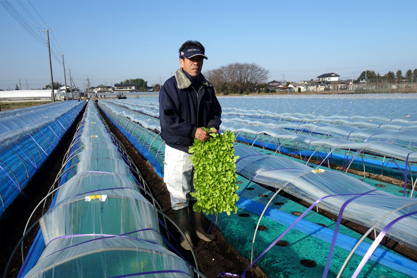白菜2020冬・茨城県古河市