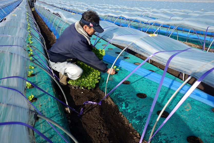 白菜2020冬・茨城県古河市