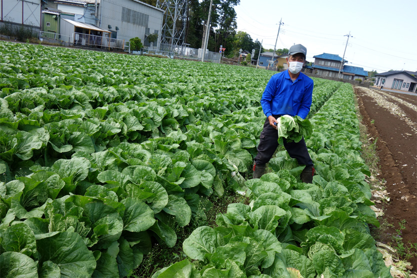 白菜2021春・茨城県古河市