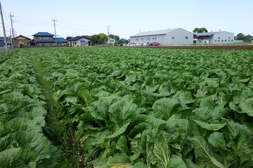 白菜2021春・茨城県古河市