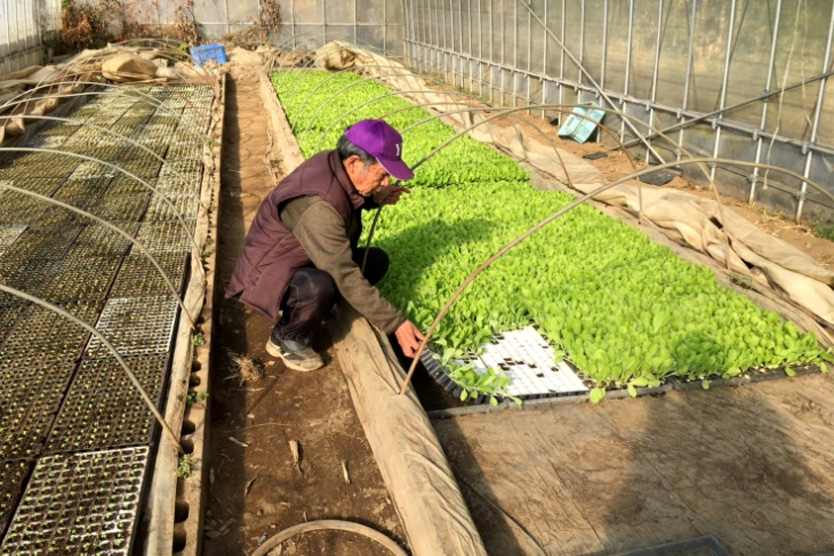 白菜2024冬・茨城県古河市