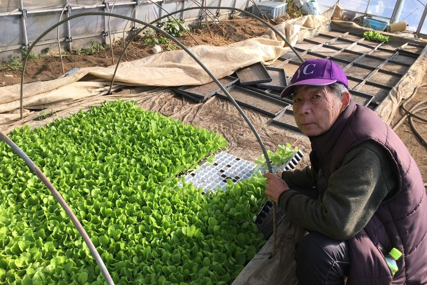 白菜2024冬・茨城県古河市
