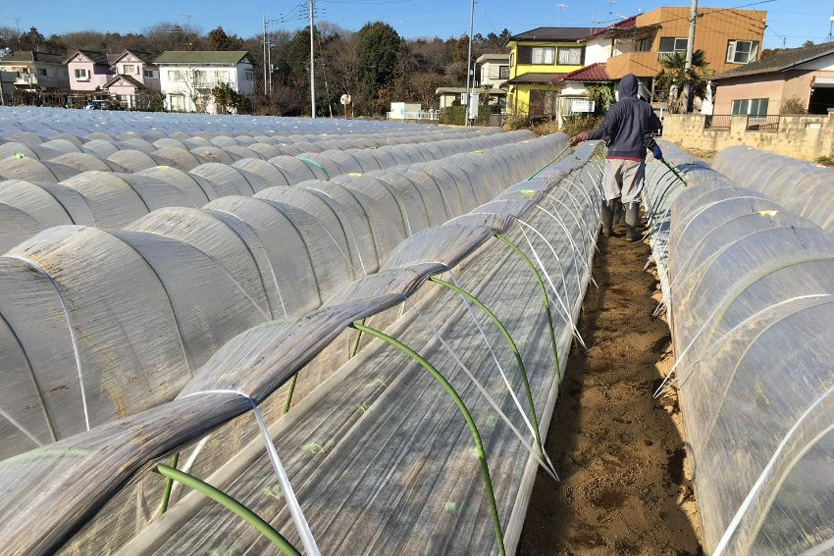 白菜2024冬・茨城県古河市