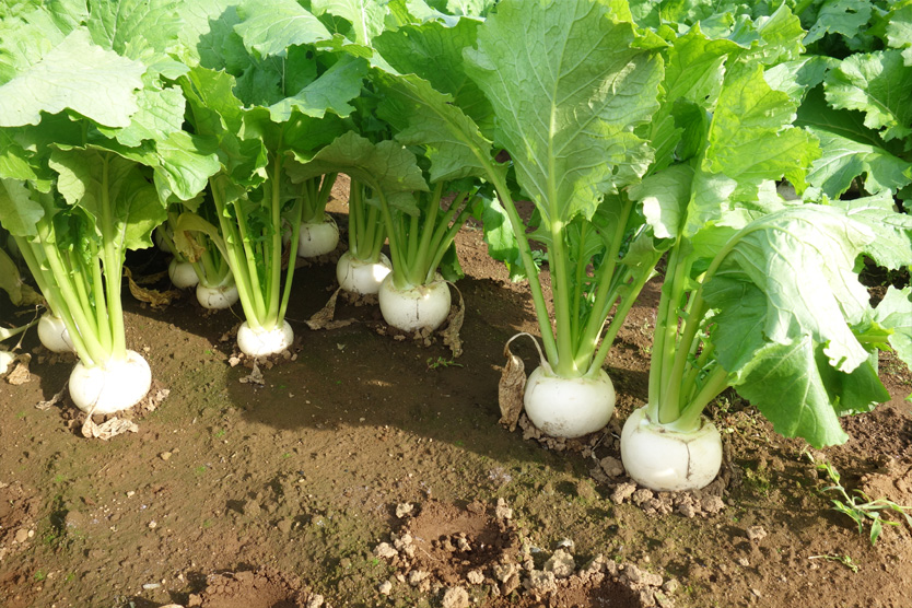かぶ2018冬・茨城県行方市