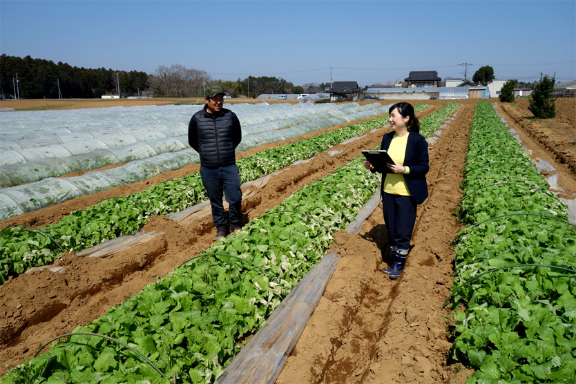 かぶ・大根2020春・茨城県行方市