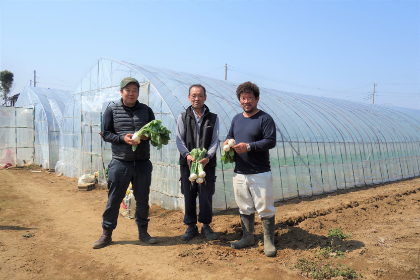 かぶ・大根2020春・茨城県行方市
