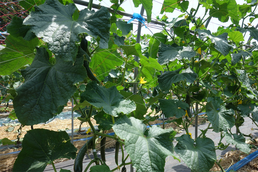 胡瓜2019夏・福島県須賀川市