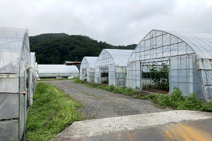 胡瓜2022夏・福島県西郷村