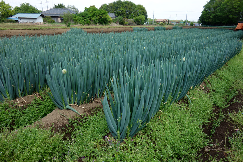 長ねぎ2021春・栃木県小山市
