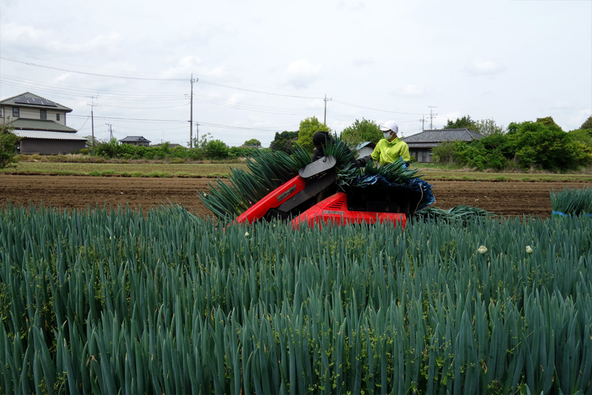 長ねぎ2021春・栃木県小山市