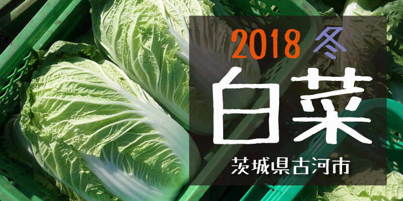2018冬 白菜　(茨城県古河市)