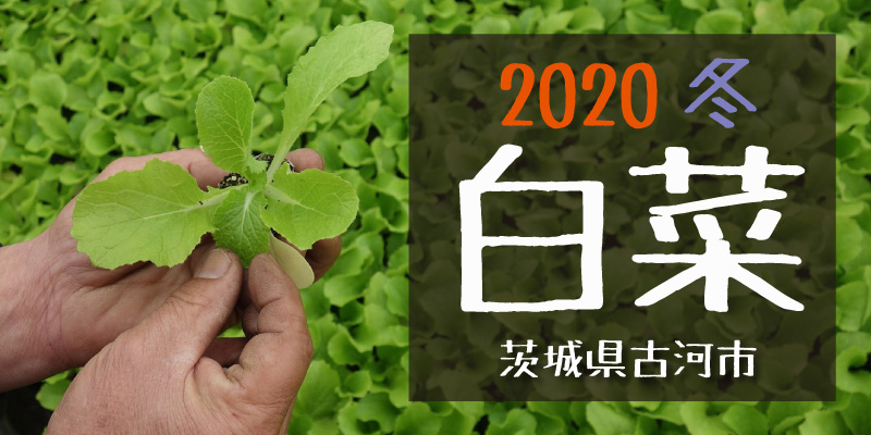 2020冬 白菜　(茨城県古河市)