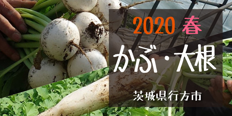 2020春 かぶ・大根　(茨城県行方市)
