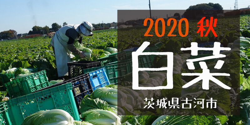 2020秋 白菜　(茨城県古河市)