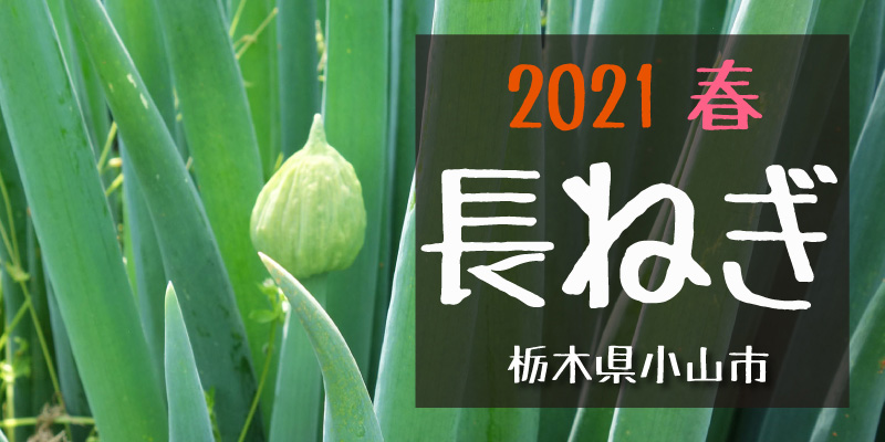 2021春 長ねぎ　(栃木県小山市)