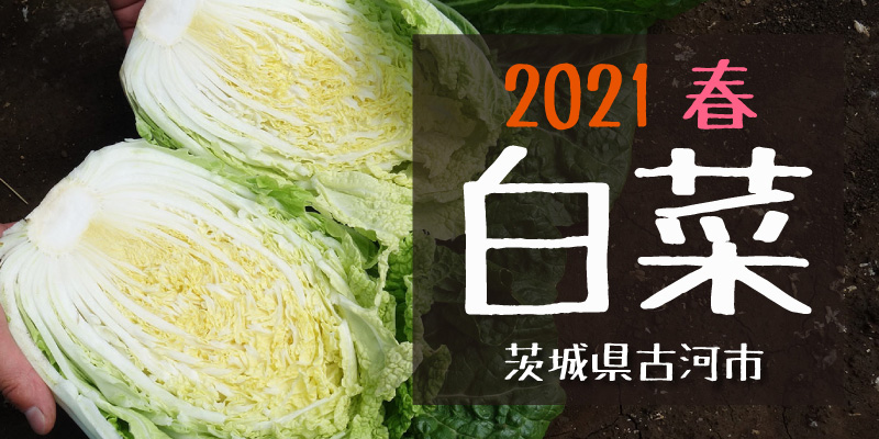 2021春 白菜　(茨城県古河市)