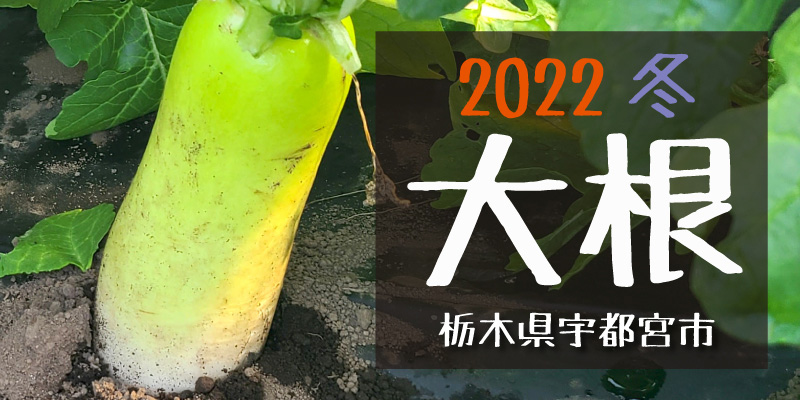 2022冬 大根　(栃木県宇都宮市)