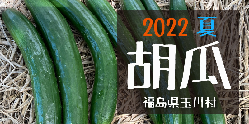 2022夏 胡瓜(福島県玉川村)