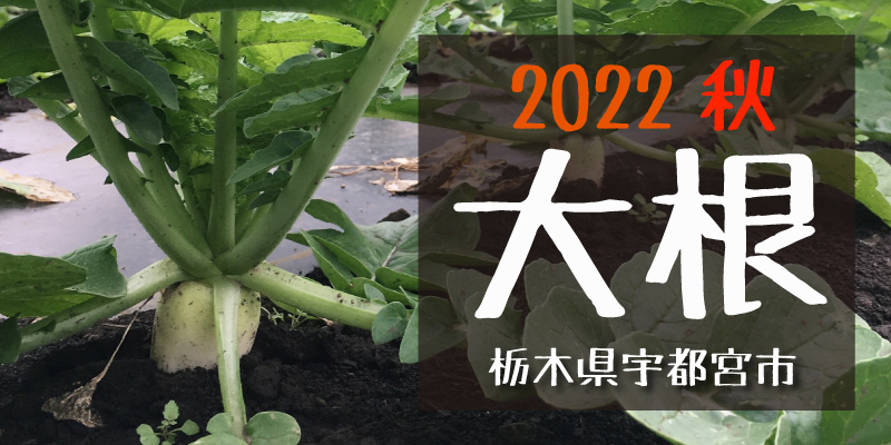 2022秋 大根(栃木県宇都宮市)