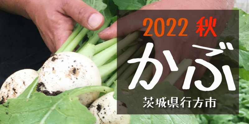 2022秋 かぶ(茨城県行方市)