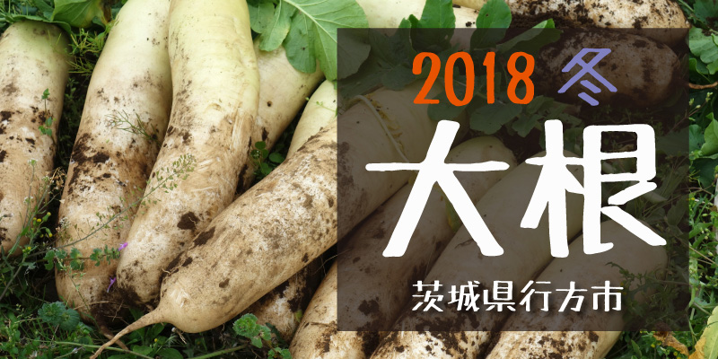 2018冬 大根　(茨城県行方市)
