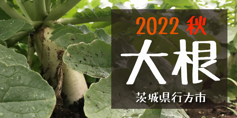 2022秋 大根(茨城県行方市)