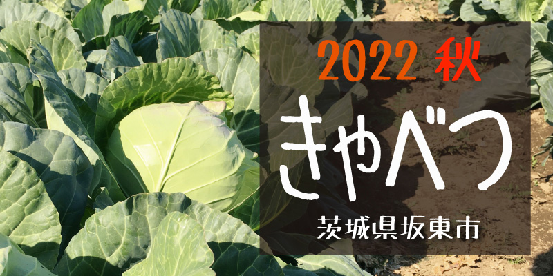 2022秋 きゃべつ(茨城県坂東市)