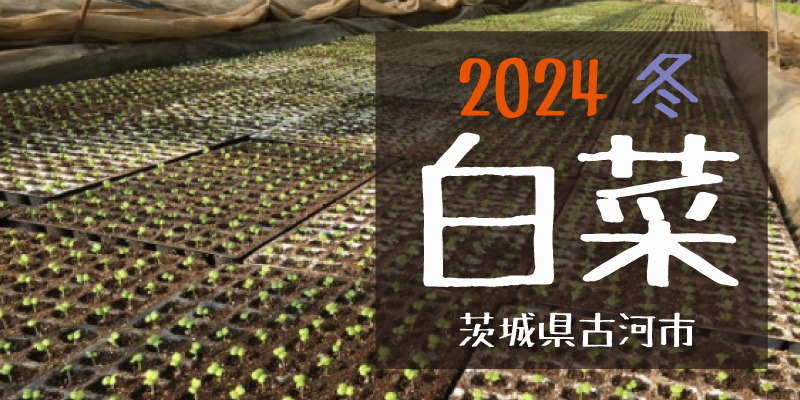 2024冬 白菜(茨城県古河市)