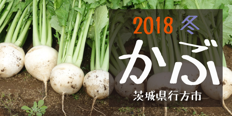 2018冬 かぶ　(茨城県行方市)