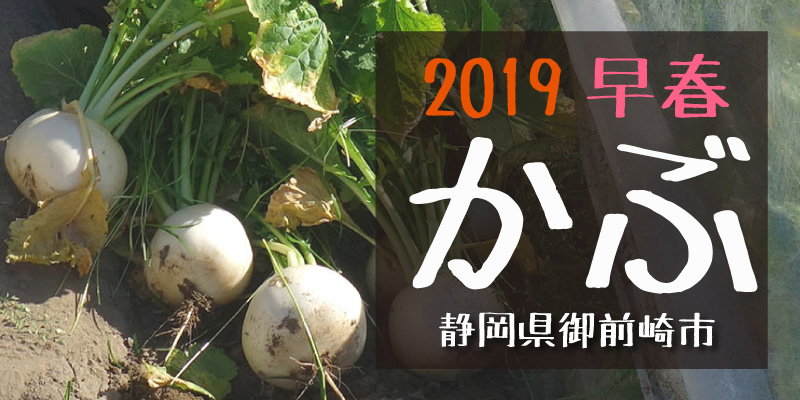 2019早春 かぶ　(静岡県御前崎市)