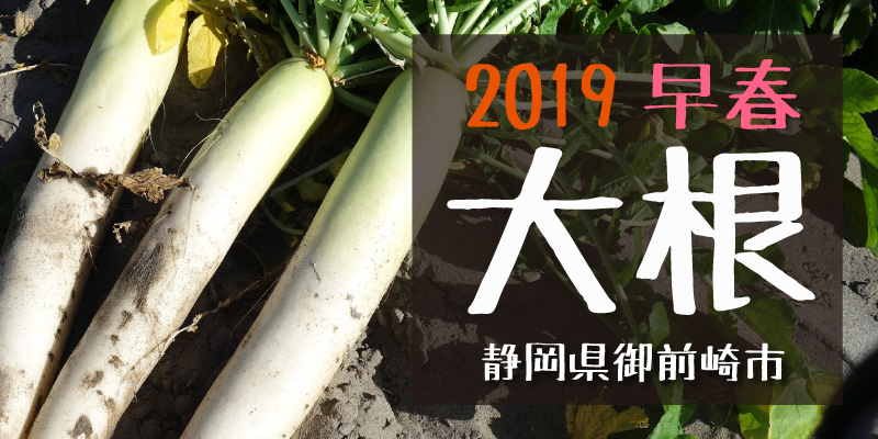 2019早春 大根　(静岡県御前崎市)