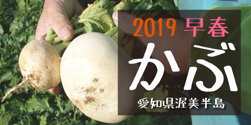 2019早春 かぶ　(愛知県渥美半島)