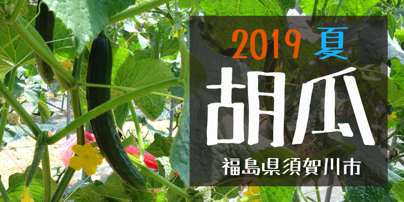 2019夏 胡瓜　(福島県須賀川市)