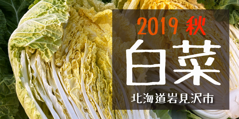 2019秋 白菜　(北海道岩見沢)