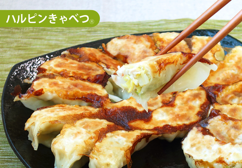 ひき肉と混ぜるだけ!ハルピンきゃべつ®餃子 ひき肉と混ぜるだけ!ハルピンきゃべつ®餃子