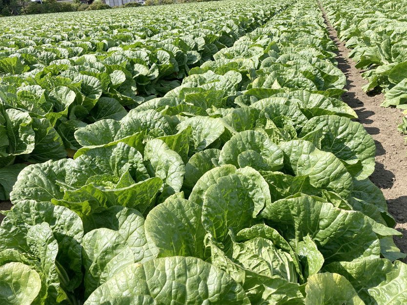 アキモのふるさと便り